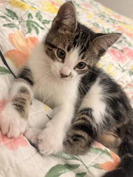 Monroe Napa -  Tabby Cat for Adoption in Napa, California - Monroe Napa | PetCurious