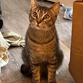 Maxine -  Domestic Short Hair and Tabby Cat for Adoption in Gladstone, Oregon - Maxine | PetCurious