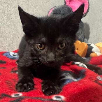 Nugget -  Domestic Short Hair Cat for Adoption in Tampa, Florida - Nugget | PetCurious