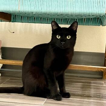 Rescue Domestic Short Hair Cats for Adoption in Las Vegas, Nevada - Beau | PetCurious