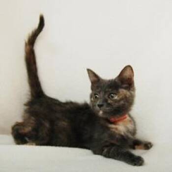 Domestic Short Hair Cats Available for Adoption - Sheba | PetCurious