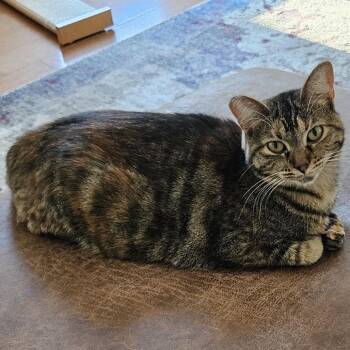 Molly -  Domestic Short Hair Cat Available for Adoption in Traverse City, Michigan - Molly | PetCurious