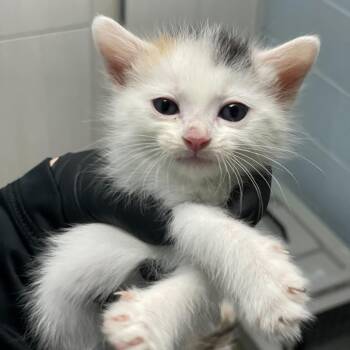 Domestic Short Hair Cats Available for Adoption in Riverside, California - Violet | PetCurious