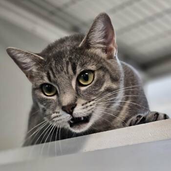 BluBelle -  Domestic Short Hair Cat for Adoption in Las Cruces, New Mexico - BluBelle | PetCurious