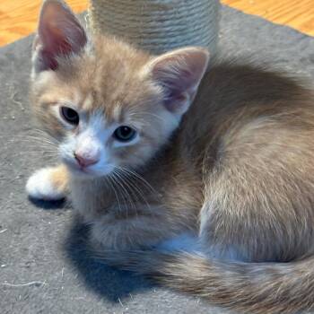 Litten -  Domestic Short Hair Cat for Adoption in Cumming, Georgia - Litten | PetCurious