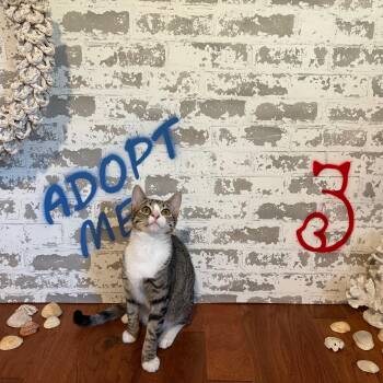 Rescue Domestic Short Hair Cats for Adoption in San Tan Valley, Arizona - Ayala | PetCurious