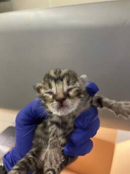Domestic Short Hair Cats Available for Adoption in Dallas, Texas - WIXIE | PetCurious