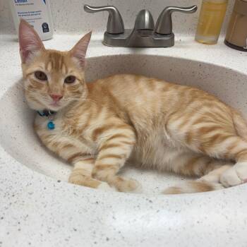 Sunny -  Domestic Short Hair Cat for Adoption in Lakewood, California - Sunny | PetCurious