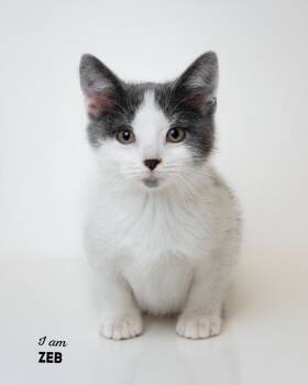 Rescue Domestic Short Hair Cats for Adoption in Boone, Iowa - Zeb | PetCurious