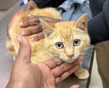 Domestic Short Hair Cats Available for Adoption - Marmalade (693) | PetCurious