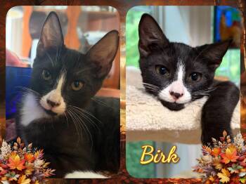 Birk -  Domestic Short Hair Cat for Adoption in Corinth, New York - Birk | PetCurious