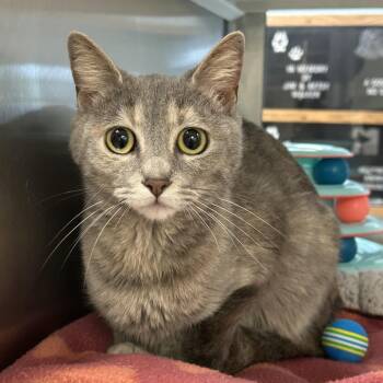 Domestic Short Hair Cats Available for Adoption in Ottawa, Kansas - Sky | PetCurious