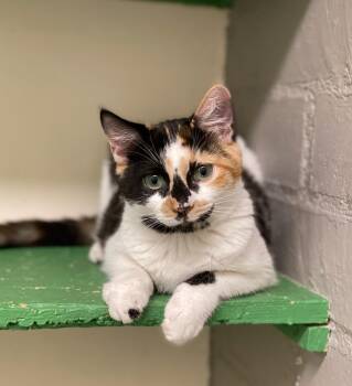 Sedalia -  Calico Cat for Adoption in Los Angeles, California - Sedalia | PetCurious