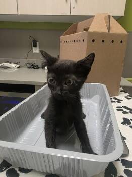 Domestic Short Hair Cats Available for Adoption in Las Vegas, Nevada - CHEX MIX | PetCurious