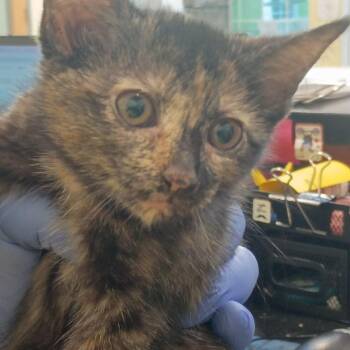 Arkansas -  Domestic Short Hair Cat for Adoption in Lynchburg, Virginia - Arkansas | PetCurious
