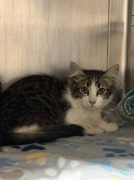 A885167 -  Domestic Medium Hair Cat for Adoption in Camarillo, California - A885167 | PetCurious