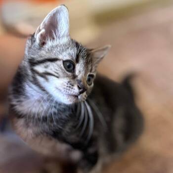 Senor Pink 13 -  Domestic Short Hair Cat for Adoption in Austin, Texas - Senor Pink 13 | PetCurious