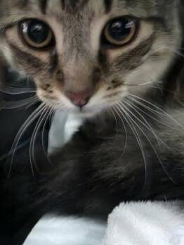 FishHook -  Domestic Medium Hair and Domestic Short Hair Cat for Adoption in Simcoe, Ontario - FishHook | PetCurious