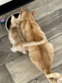 American Shorthair Cats Available for Adoption in Lampasas, Texas - A Unique Family Of Oranges | PetCurious