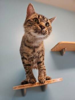 Valiente -  Domestic Short Hair Cat for Adoption in Fort Collins, Colorado - Valiente | PetCurious