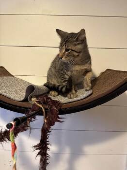 Rescue Domestic Short Hair Cats for Adoption in Wyoming, Michigan - Curly Fry | PetCurious