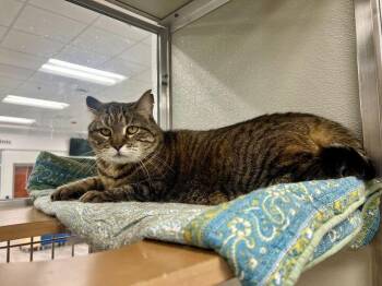 Domestic Short Hair Cats Available for Adoption - Miss Molly | PetCurious