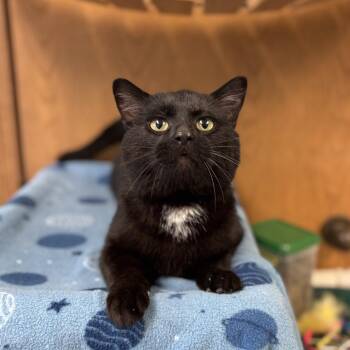 Domestic Short Hair Cats Available for Adoption in Fargo, North Dakota - Bean Sprout | PetCurious