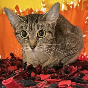 Tiombe (ID 53587) -  Domestic Short Hair Cat for Adoption in Manassas, Virginia - Tiombe (ID 53587) | PetCurious