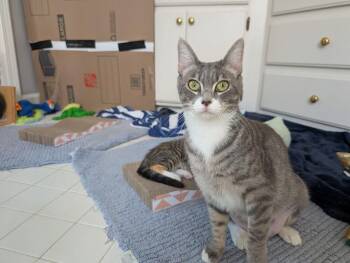 Tilly CD -  Domestic Short Hair Cat for Adoption in Greenville, South Carolina - Tilly CD | PetCurious