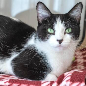 Post-It -  Domestic Short Hair Cat for Adoption in Pontiac, Michigan - Post-It | PetCurious