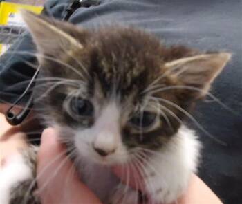 PANDA -  Domestic Short Hair Cat for Adoption in Tulsa, Oklahoma - PANDA | PetCurious