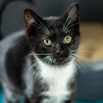 Ginger Rogers -  Domestic Short Hair Cat for Adoption - Ginger Rogers | PetCurious