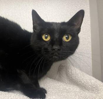 Gypsy -  Domestic Short Hair Cat Available for Adoption in Stratham, New Hampshire - Gypsy | PetCurious