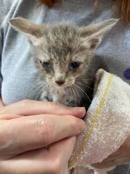 Caliente - At shelter -  Domestic Short Hair Cat for Adoption in Rustburg, Virginia - Caliente - At Shelter | PetCurious