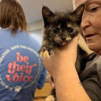 Dilute Tortoiseshell Cats Available for Adoption - Becka (in Chestertown, MD) | PetCurious