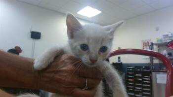 ISABELL -  Domestic Short Hair Cat for Adoption in Doral, Florida - ISABELL | PetCurious