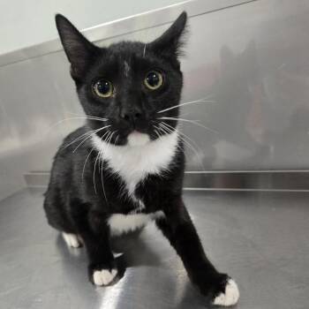 Bloop -  Domestic Short Hair Cat for Adoption in Washburn, Missouri - Bloop | PetCurious