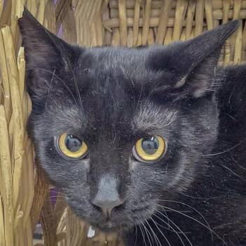 Rescue Bombay and Domestic Short Hair Cats for Adoption in Huntley, Illinois - Bonfire | PetCurious