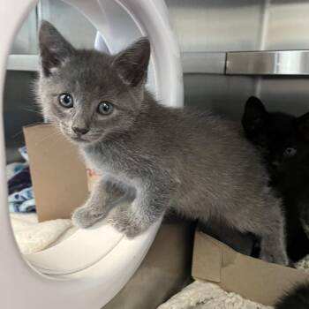 Cabot -  Domestic Short Hair Cat for Adoption in Los Angeles, California - Cabot | PetCurious