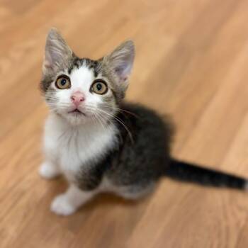 Reef -  Domestic Short Hair Cat for Adoption in Sarasota, Florida - Reef | PetCurious