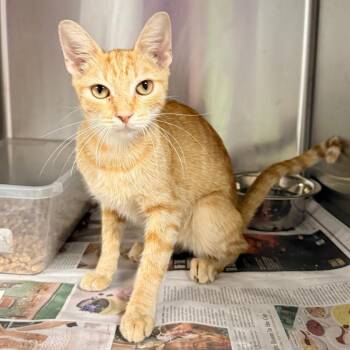 Dolly -  Domestic Short Hair Cat for Adoption in Lufkin, Texas - Dolly | PetCurious