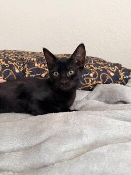Sheetz -  Domestic Short Hair Cat for Adoption in Glendale, Arizona - Sheetz | PetCurious