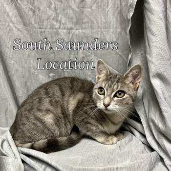 Rescue Domestic Short Hair Cats for Adoption in Raleigh, North Carolina - Amy | PetCurious