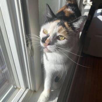 Rescue Domestic Short Hair Cats for Adoption in Buffalo, New York - Josie | PetCurious