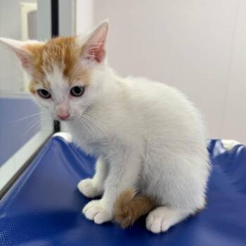 Domestic Short Hair Cats Available for Adoption - Sokka | PetCurious