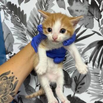 Apple -  Domestic Short Hair Cat for Adoption in Wahiawa, Hawaii - Apple | PetCurious