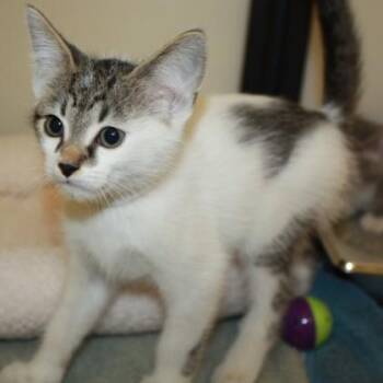 Sugarbag -  Domestic Short Hair Cat for Adoption in Richmond, Virginia - Sugarbag | PetCurious