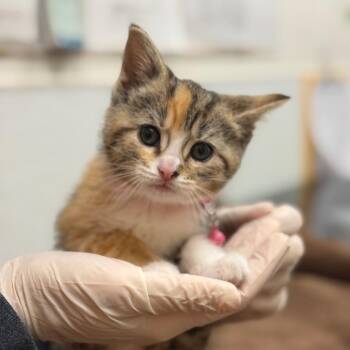 Domestic Short Hair Cats Available for Adoption in Philadelphia, Pennsylvania - Elisa | PetCurious