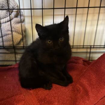 Rescue Domestic Short Hair Cats for Adoption in Port Neches, Texas - Azlinn | PetCurious