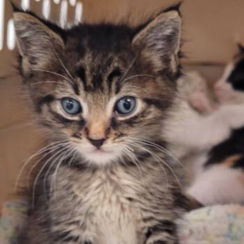 Felipe -  Domestic Short Hair Cat for Adoption in Coos Bay, Oregon - Felipe | PetCurious